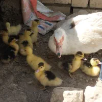 ابخوری جوجه اسرائیلی
