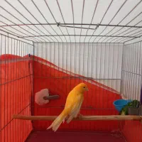 قناری نر پرتقالی