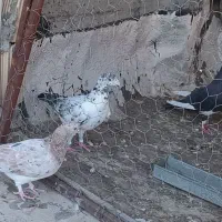 کبوتر|پرنده|شیراز, سعدیه شمالی|دیوار