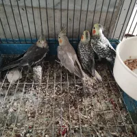 جوجه عروس هلندی