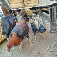 خروس لاری اصل قلم سبز فروشی جوون|حیوانات مزرعه|تربت‌حیدریه, رباط سفلی|دیوار