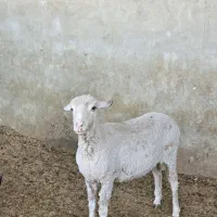 میش و قوچ مرینوس|حیوانات مزرعه|شیراز, کوشک بیدک|دیوار