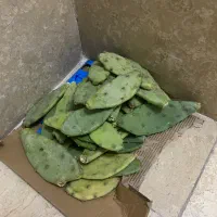 قلمه کاکتوس نژاد میوه دار اپونتیا
