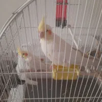 عروس هلندی نروماده