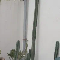 کاکتوس ۲ متری