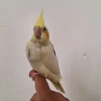 جوجه عروس هلندی|پرنده|چمران, |دیوار