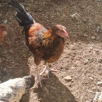 نیمچه مرغ خروس محلی گلپایگانی جهادی ۴و۵ ماهه|حیوانات مزرعه|تهران, کیانشهر|دیوار