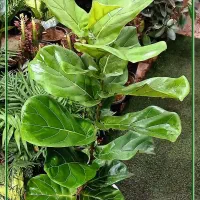 گل یوکا بنسای آگلونما پتوس لیراتا فیکوس آلتیسما|گل و گیاه طبیعی|قم, سنگ بند|دیوار