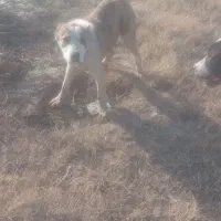 سگ نر|سگ|گنبد کاووس, |دیوار