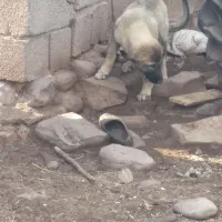 توله ماده سرابی