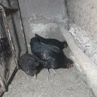 مرغ و خروس مینیاتوری|حیوانات مزرعه|پیشوا, |دیوار