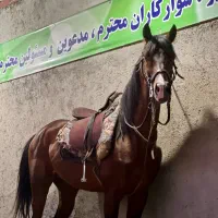 اسب نریان عرب