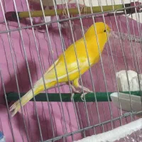 قناری زعفرانی نر پرتغالی ماده