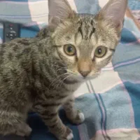 گربه خانگی ملوس ناز واگذارمیشود