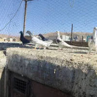 6تا نر سرور|پرنده|پاسارگاد, |دیوار