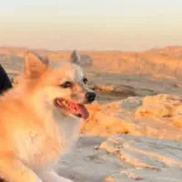 سگ پامر روباهی