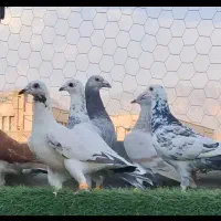 5 تا دسته کفتر
