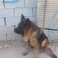 سگ ژرمن گم شده