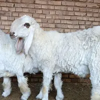 ۲ عدد قوچ طوطی 1 ساله نژاد دار ۲قلو ۳قلوزا و شیرا|حیوانات مزرعه|رفسنجان, |دیوار