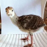 جوجه بوقلمون