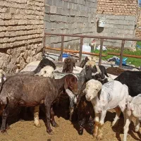 میش بره دار