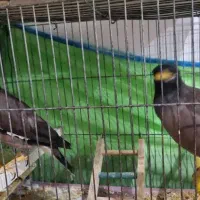 دوتا مرغ مینا دستی