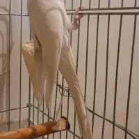 عروس هلندی جفت مولد آلبینو ایزابلا