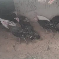 مرغ محلی|پرنده|دشتیاری, |دیوار