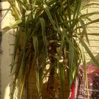 گل یوکا سرسبز وقشنگ|گل و گیاه طبیعی|رباط‌کریم, شهرک والفجر|دیوار