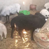 گوسفند رومانوف  وهمو
