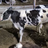 گوساله پای پروار درجه یک نرو ماده