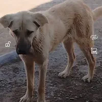 زنجان دندی|سگ|ماهنشان, |دیوار