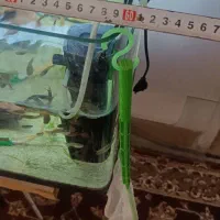 آکواریوم و ماهی گوپی