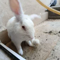 خرگوش