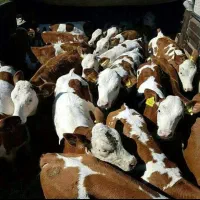 فروش سمینتال۹۰تا۳۰۰کیلو