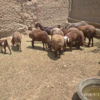 میش . قوچ هترو