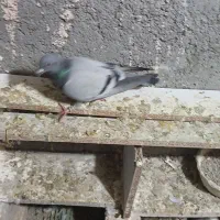 ۸عدد کبوتر پرشی|پرنده|گلبهار, نوبهار|دیوار