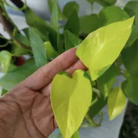 انواع پتوس|گل و گیاه طبیعی|تهران, صادقیه|دیوار