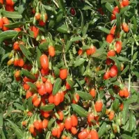 حراج نهال گوجی بری|گل و گیاه طبیعی|تهران, بوستان چیتگر|دیوار
