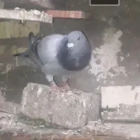 این کبوتر ۱۰ روز کسی خواست|پرنده|کارون, |دیوار