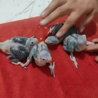 جوجه ملنگو سبز