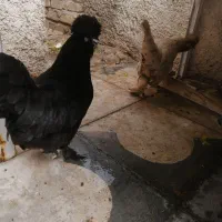 دو عدد مرغ کاکلی پاپر ویک عدد جوجه خروس