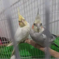 عروس هلندی  سخنگو