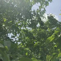 باغ میوه|فروش زمین و ملک کلنگی|خلجستان, |دیوار