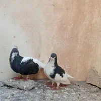 کبوتر جفت یال و چپی