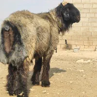 قوچ شاخی سه ران|حیوانات مزرعه|شیراز, گچی|دیوار