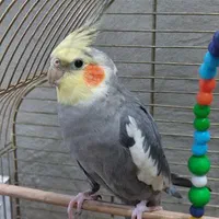 عروس هلندی چندماه گم شده حوالی 16متری زنگارکی