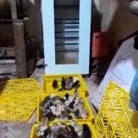 دستگاه جوجه کشی