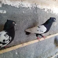 کفتر سین دم سیاه