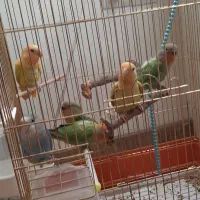 طوطی برزیلی|پرنده|تهران, جنتآباد مرکزی|دیوار